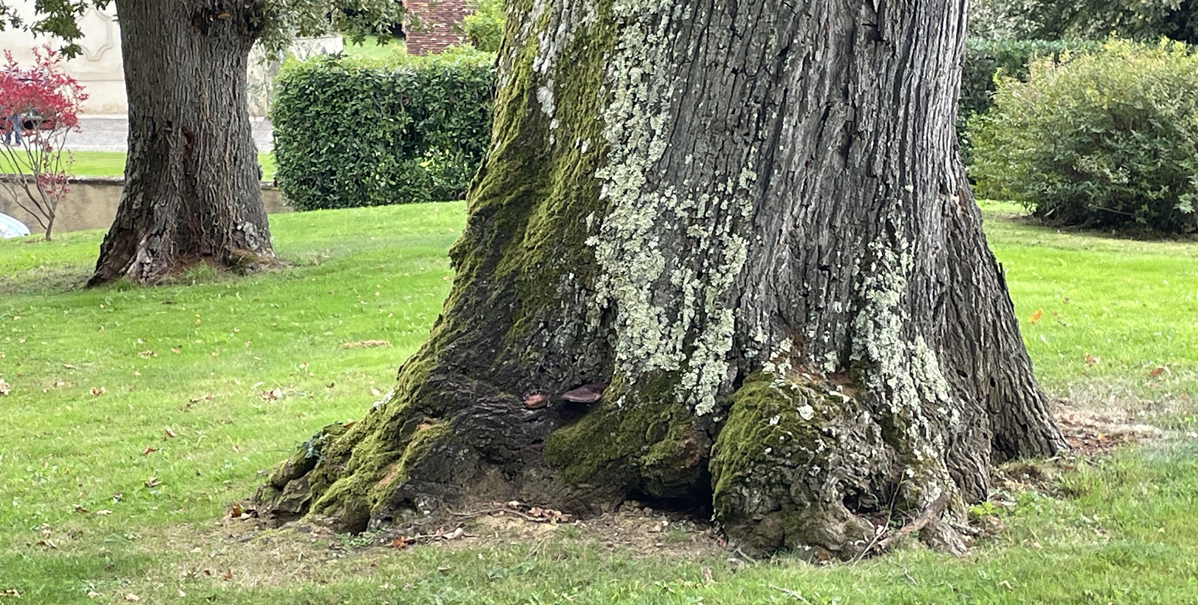 treetrunk
